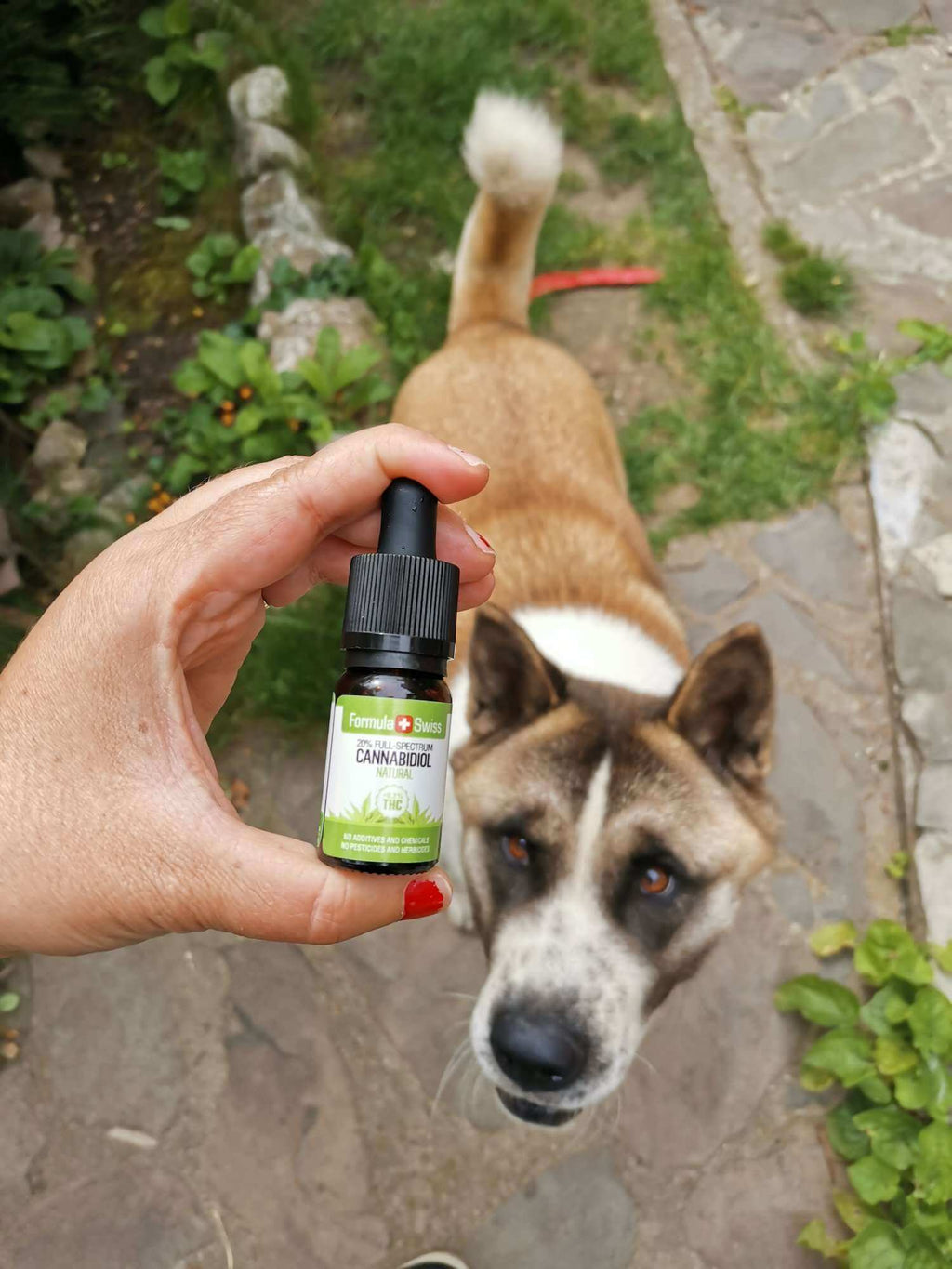 Formula Swiss økologisk CBD olie i naturlig olie